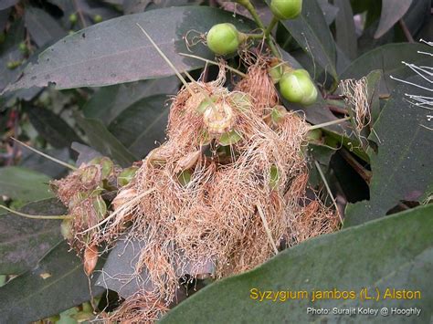 Medicinal Plants Syzygium Jambos Golap Jam Malabar Plum Rose Apple