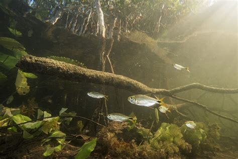 Qu Pasa Con Los Manglares De Tabasco M Xico National Geographic