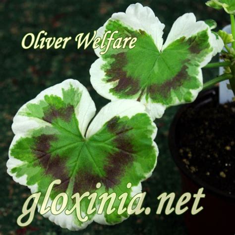 Пеларгония Oliver Welfare