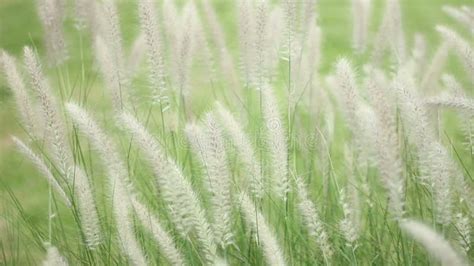 Las Plantas De Hierba Se Balancean En El Viento Almacen De Video