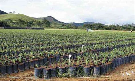 Produtores investem na versatilidade da Macaúba em Minas Gerais