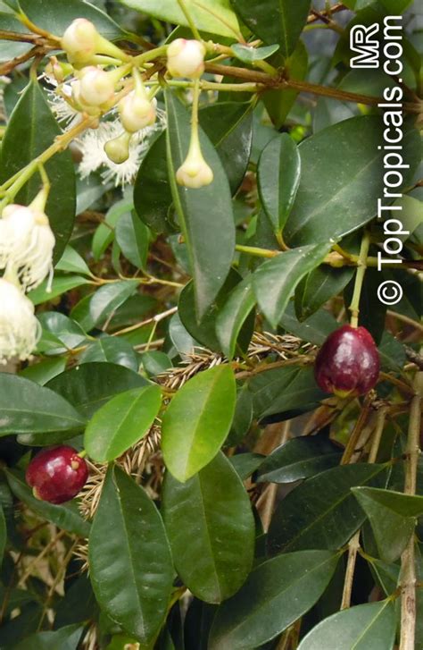 Syzygium Paniculatum Eugenia Paniculata Australian Brush Cherry