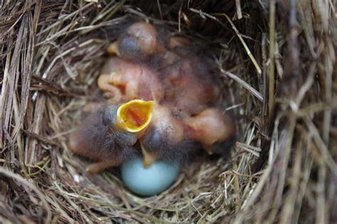 When Do Bluebirds Lay Eggs and Have Baby Chicks? - A-Z Animals