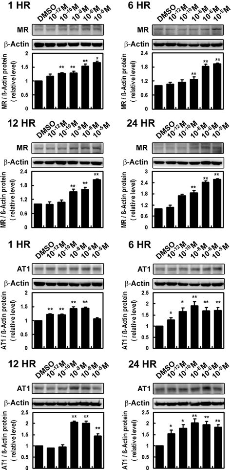 Figure 1 From Cross Talk Between Mineralocorticoid Receptor Angiotensin