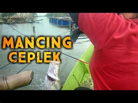 Mancing Barramundi Atau Kakap Putih Saat Air Surut Umpan Udang Hidup