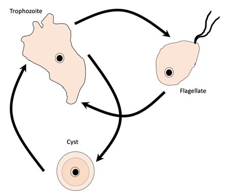 Fla Life Cycle Stages Trophozoite Cyst And Flagellate Download Scientific Diagram