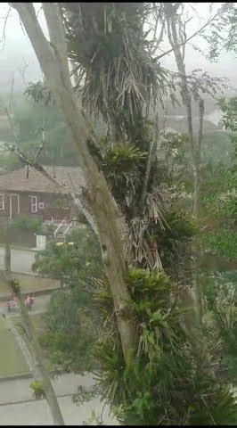 Vila dos ferroviários em Paranabiacaba Sto Andre natureza brazil