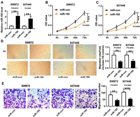 Mir Overexpression Suppressed Proliferation And Migration In Sw