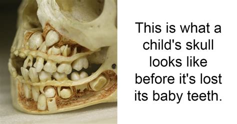 10+ Amazing Facts That Will Change The Way You See The World 