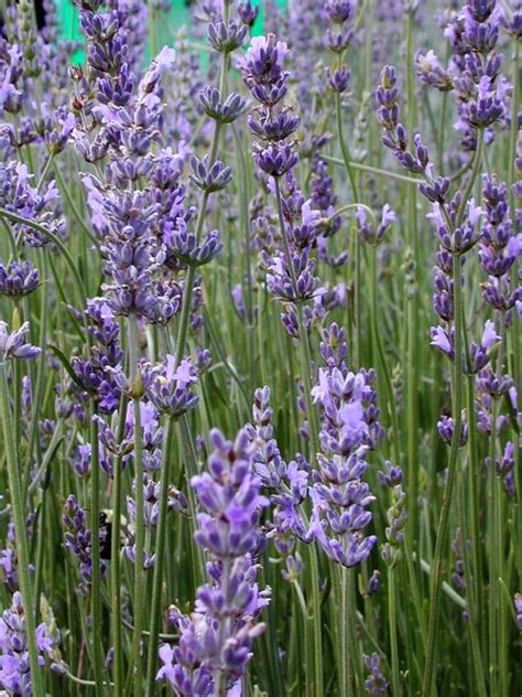 Lavandula Int Phenomenal Lavender From Babikow Wholesale Nursery