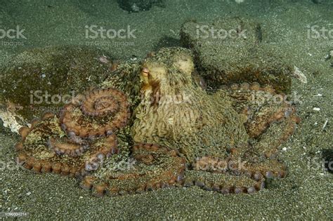 North Pacific Giant Octopus Stock Photo - Download Image Now ...