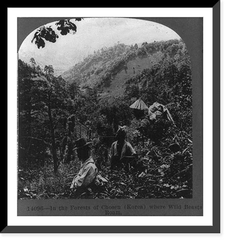 Historic Framed Print In The Forests Of Chosen Korea Where Wild