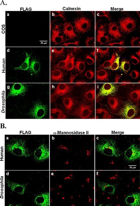 Subcellular Localization Of Human And Drosophila MTP FLAG COS Cells