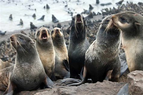 100 Northern Fur Seal Wallpapers