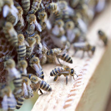 Honey Bee Hive Facts - BeesFacts.com