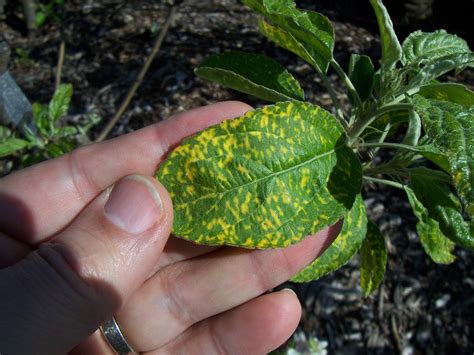 What is this yellow mottling on apple leaves? - General Fruit Growing