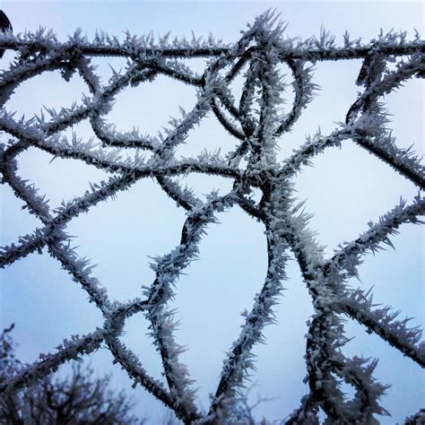 Free Images Tree Branch Snow Cold Winter Frost Ice Weather