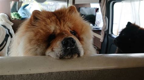 Очаровательные чау-чау / Питомцы