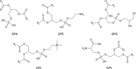 Glycerophospholipids structure | Download Scientific Diagram