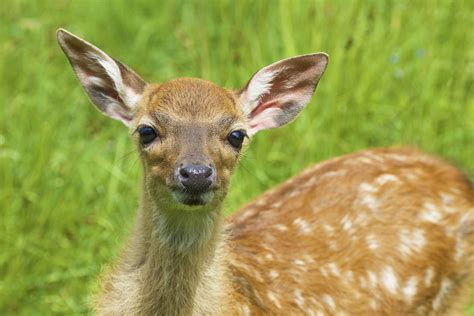 Mississippi State Animal White Tailed Deer