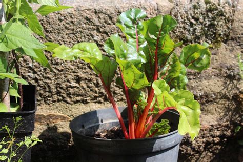 L Gumes Qui Poussent Facilement En Pot Si Vous Manquez D Espace