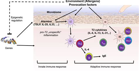 The Paradigm Shift In Drug Development For Atopic Dermatitis Addressing The Variables Of The