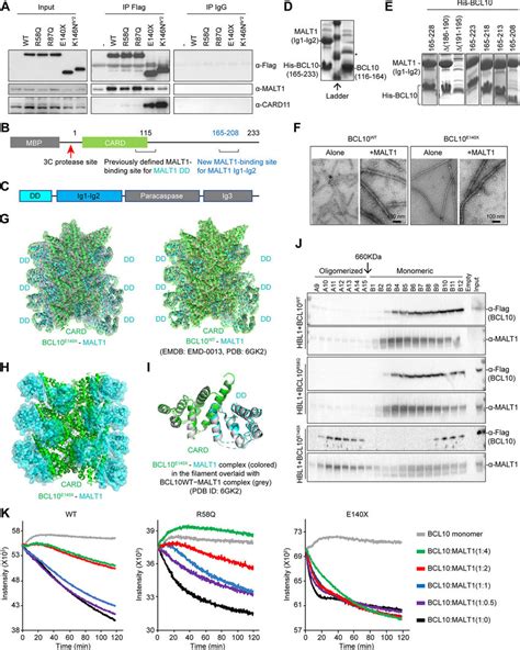 Cryoem Structure Of Bcl E X Filamentation A Immunoblot Analysis