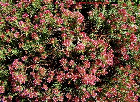 Plantfiles Pictures Crassula Species Bonsai Crassula Crassula Sarcocaulis By Kell