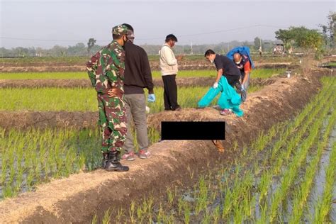 Baru Beberapa Jam Dipasang Jebakan Tikus Listrik Bikinan Petani