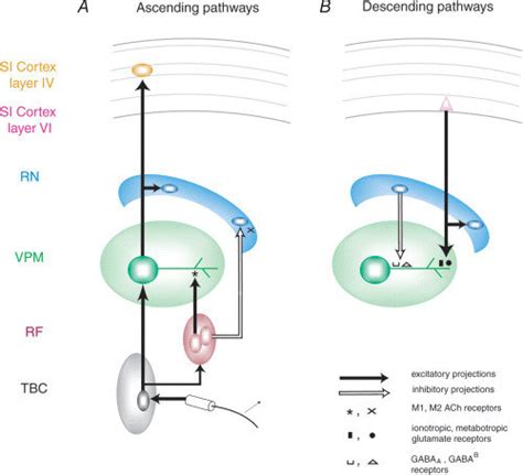 Schematic Diagram Of The Main Rat Thalamocortical Loop Download Scientific Diagram