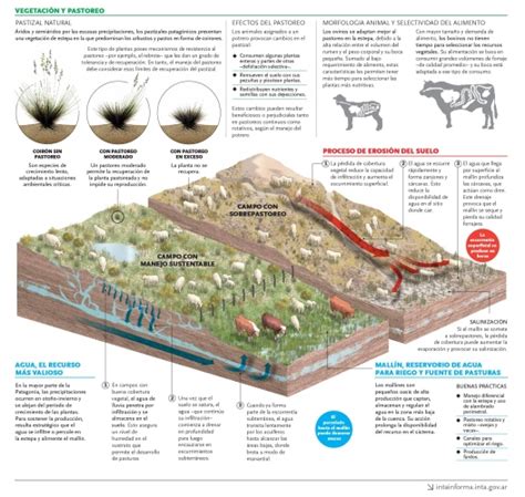 Infografía manejo de los pastizales patagónicos Pastizal Vegetacion