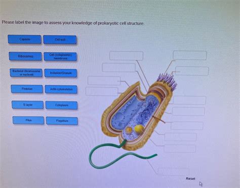 Solved Please Label The Image To Assess Your Knowledge Of Chegg