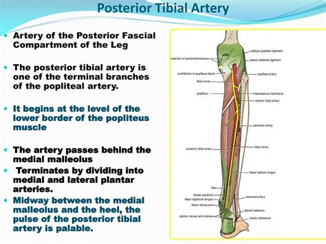 Posterior Tibial Artery Palpation