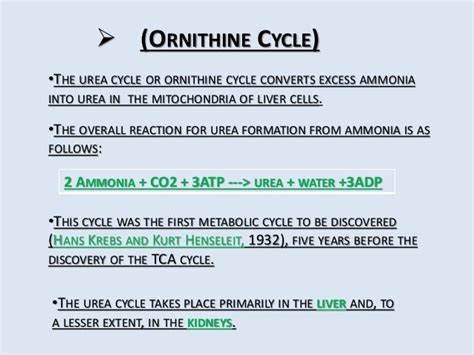 Ornithine Cycle