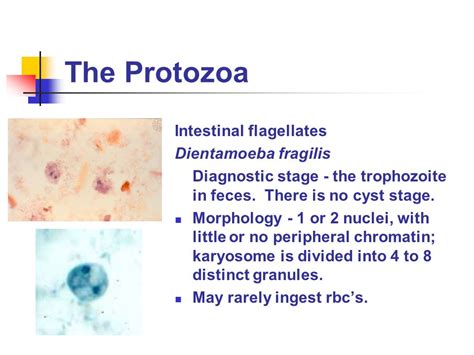 Dientamoeba Fragilis Troph