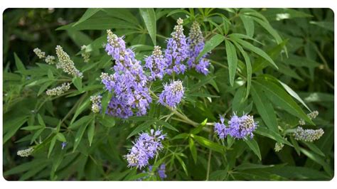 4 Vitex Benefits: Dosage & Safety | The Botanical Institute