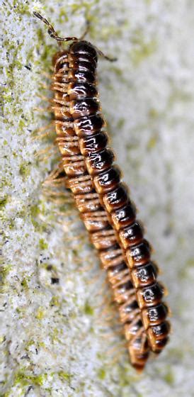 Millipedes Oxidus Gracilis Bugguide Net