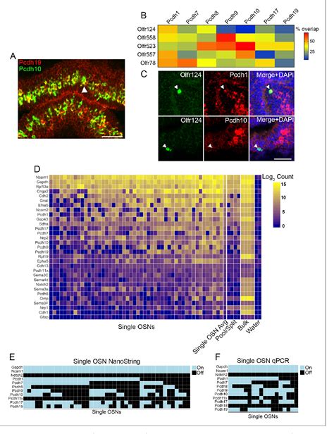 Figure From Tuning Of Delta Protocadherin Adhesion Through