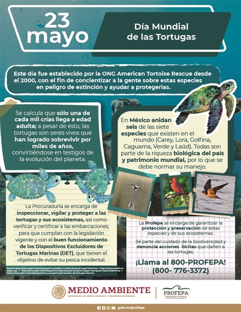 D A Mundial De Las Tortugas Procuraduria Federal De Proteccion Al