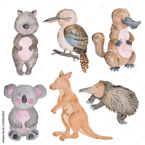 Australian Animals Clipart - Discover the Fascinating Wildlife of ...