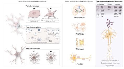 Neuroinflammatory Response Mediated By Inflammatory Cells And Its