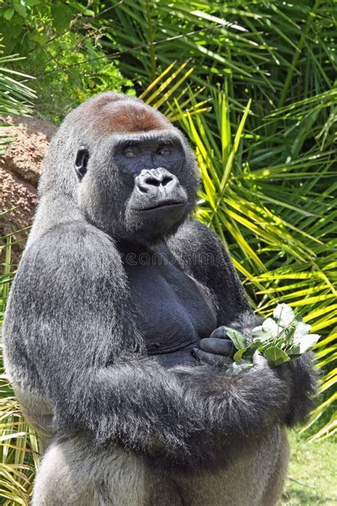 1 Smiling Male Lowland Gorilla Free Stock Photos Stockfreeimages