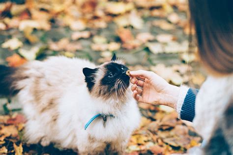 Sacré de Birmanie Caractère éducation santé prix Le bon chat