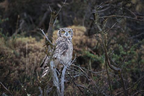 Magellanic Horned Owl | Sean Crane Photography