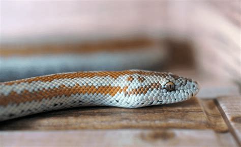 How To Get Rid Of Copperhead Snakes Methods That Work