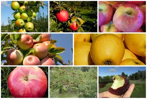 8 USDA Zone 4 Apple Trees (Cold Hardy Varieties)