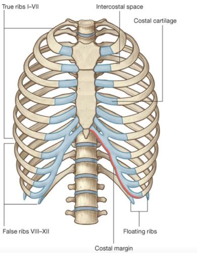 Ribs Anatomy True