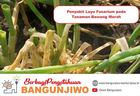 Cara Mengatasi Penyakit Layu Fusarium Pada Tanaman Bawang Merah