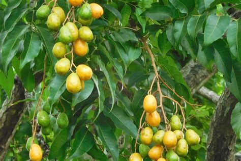 Saiba tudo sobre o cultivo da cajazeira aprenda a cuidar da árvore do