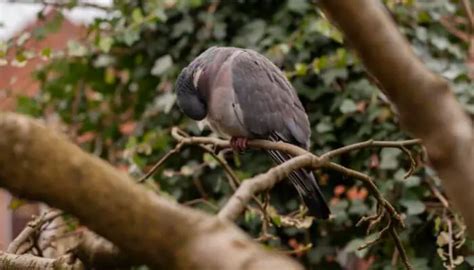 Preening Explained Pigeonpedia